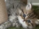 Kumo - Persian Kitten For Sale - Ormond Beach, FL, US