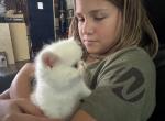 Littleman - Exotic Kitten For Sale - Kissimmee, FL, US