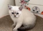 KIMO - Scottish Straight Kitten For Sale - 