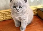 PURE BREED BRITISH SHORTHAIR KITTEN - British Shorthair Kitten For Sale - CT, US