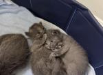Russian Blue litter 2 - Russian Blue Kitten For Sale