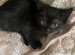 Munchkins for sale - Munchkin Kitten For Sale - 