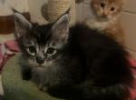 Silver female maine coon - Maine Coon Kitten For Sale - 