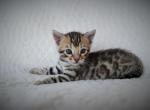 Primrose Litter - Bengal Kitten For Sale - 