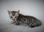 Primrose Litter2 - Bengal Kitten For Sale - 