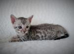 Primrose Litter3 - Bengal Kitten For Sale - 