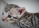 Primrose Litter5 - Bengal Kitten For Sale - Sterling, CT, US