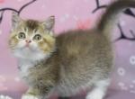 Stephen - Minuet Kitten For Sale - 
