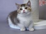 Simon - Minuet Kitten For Sale - 