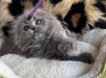 Scott1sh fold female - Scottish Fold Kitten For Sale - Chicago, IL, US