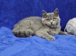 Silver - British Shorthair Kitten For Sale - 