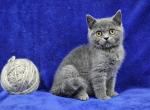 Tan - British Shorthair Kitten For Sale - 