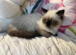 Mark - Himalayan Kitten For Sale - 