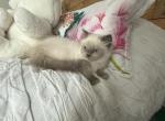 Charlie - Himalayan Kitten For Sale - Midland, NC, US