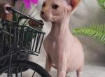 Simbo - Sphynx Kitten For Sale - 
