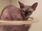 Bagira - Sphynx Cat For Sale/Retired Breeding - 