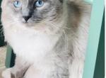 STUD SERVICE Ragdoll - Ragdoll Cat For Sale/Service - Lancaster, PA, US