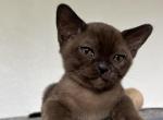 Leo - Burmese Kitten For Sale - Auburn, WA, US