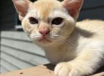 Simba - Burmese Kitten For Sale - 