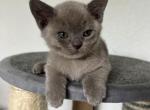 Smokey - Burmese Kitten For Sale - 