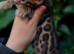 Madonna - Bengal Kitten For Sale - Los Angeles, CA, US
