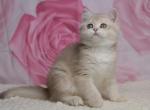 Naomi - British Shorthair Kitten For Sale - 