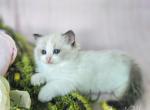 Sisi - Ragdoll Kitten For Sale - 