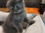 Lucky - Scottish Fold Kitten For Sale - 