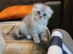 Leo - Scottish Fold Kitten For Sale - 