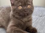 Arya - British Shorthair Kitten For Sale - Sacramento, CA, US