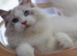 Blue lynx bicolor - Ragdoll Kitten For Sale/Service - Bristow, VA, US