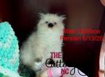 Frosty - Himalayan Kitten For Sale - Charlotte, NC, US