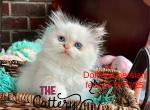 Lilly - Himalayan Kitten For Sale - Charlotte, NC, US