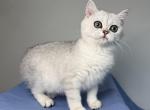 Priscilla - British Shorthair Kitten For Sale - 