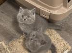 Blue - British Shorthair Kitten For Sale - Clifton, NJ, US