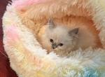 Gorgeous lilac mink - Ragdoll Kitten For Sale - 