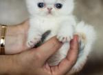 Marshmallow - Exotic Kitten For Sale - 