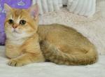 Rebecca - British Shorthair Kitten For Sale - Houston, TX, US