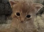 Marquis - Somali Kitten For Sale - 