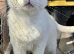 Snowman Rare breed - Khao Manee Cat For Sale - 