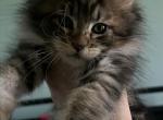 Male ticked tabby maine coon - Maine Coon Kitten For Sale - 
