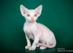 Billy - Devon Rex Kitten For Sale - 