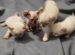 Blue eyes White seal point elf sphynx - Sphynx Kitten For Sale - MA, US