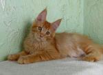 Rosen - Maine Coon Kitten For Sale - 