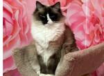 Inka - Ragdoll Cat For Sale - New York, NY, US