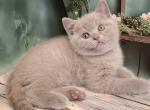Nestor British Shorthair male lilac - British Shorthair Kitten For Sale - 