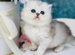 Quo Scottish Straight male black silver shaded - Scottish Straight Kitten For Sale - 