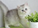 Johnny Scottish Straight male blue silver shaded - Scottish Straight Kitten For Sale - Miami, FL, US