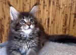 Ulla Maine Coon female black ticked tabby - Maine Coon Kitten For Sale - Miami, FL, US