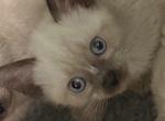 The Snowflake Litter - Siamese Kitten For Sale - Morristown, NJ, US